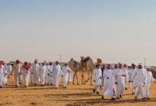 Photo of مهرجان الملك عبدالعزيز للإبل يقترب من نهايته وسط منافسات مشتعلة