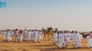 Photo of مهرجان الملك عبدالعزيز للإبل يقترب من نهايته وسط منافسات مشتعلة