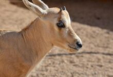 Photo of ولادة المها العربي الـ15 في محمية الأمير محمد بن سلمان الملكية