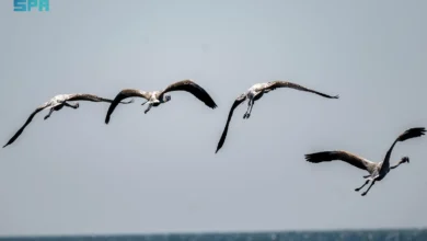 Photo of طيور الفلامنجو وغابات المانجروف.. سياحة ساحرة لعشاق الطبيعة وهواة التصوير في جازان