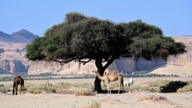 Photo of العُلا.. تنوع بيئي فريد يعزز الاستدامة