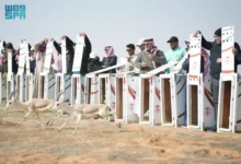 Photo of “الحياة الفطرية” تطلق 95 كائنًا مهددًا بالانقراض في محمية الإمام تركي بن عبدالله الملكية