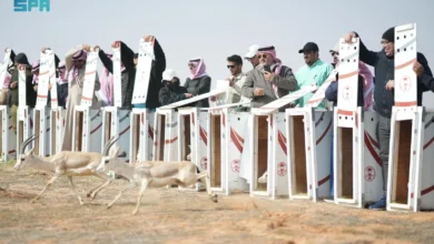 Photo of “الحياة الفطرية” تطلق 95 كائنًا مهددًا بالانقراض في محمية الإمام تركي بن عبدالله الملكية