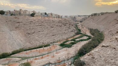 Photo of تشجير وتنسيق شعيب أم قصر في حي العريجاء الوسطى .. صور