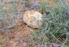 Photo of "الكمأ".. قيمة غذائية وثروة طبيعية في القصيم