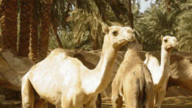 Photo of «الإرشاد الزراعي» توصي بتقديم الأعلاف للإبل بالصباح الباكر وأوقات اعتدال الطقس